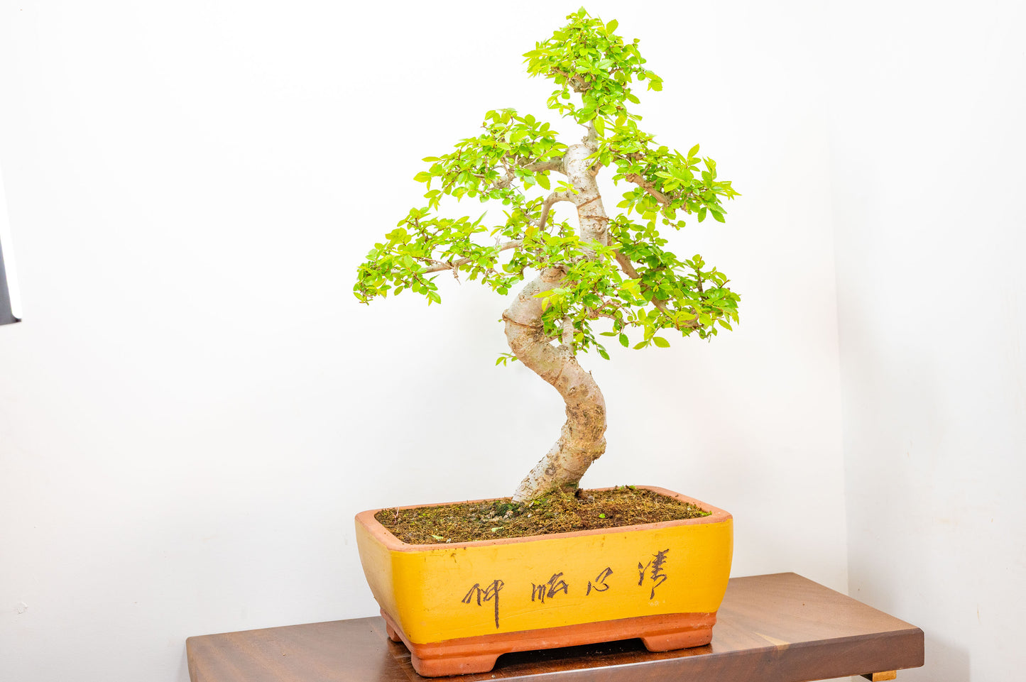 Large Chinese Elm Bonsai in 35cm Chinese Yellow Ceramic Pot