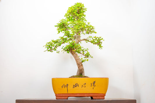 Large Chinese Elm Bonsai in 35cm Chinese Yellow Ceramic Pot