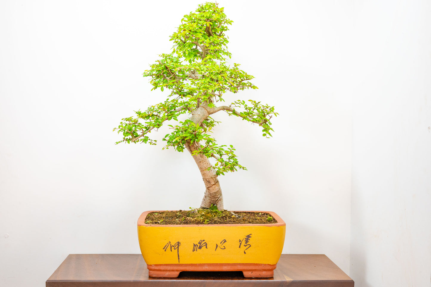 Large Chinese Elm Bonsai in 35cm Chinese Yellow Ceramic Pot