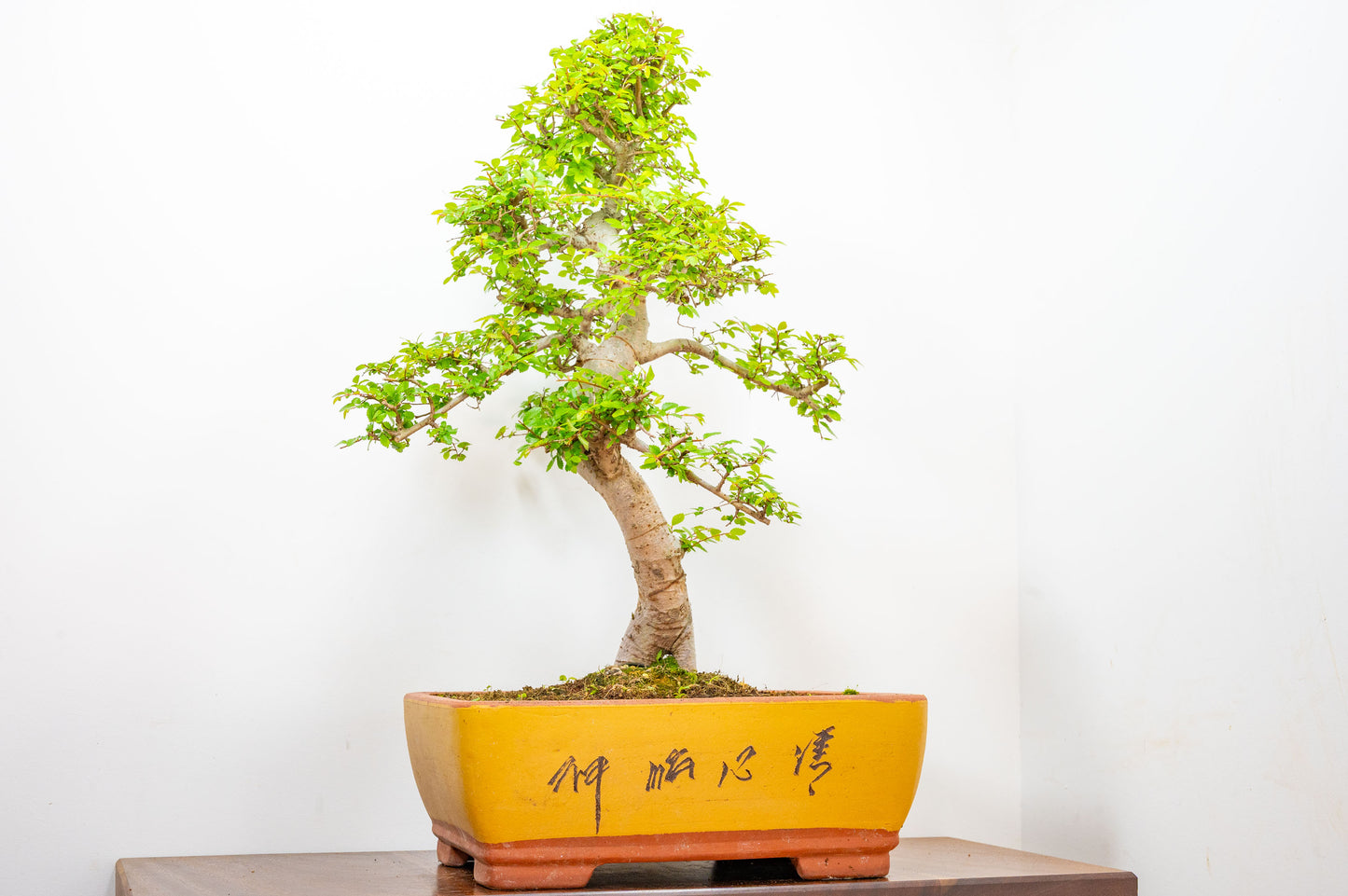 Large Chinese Elm Bonsai in 35cm Chinese Yellow Ceramic Pot