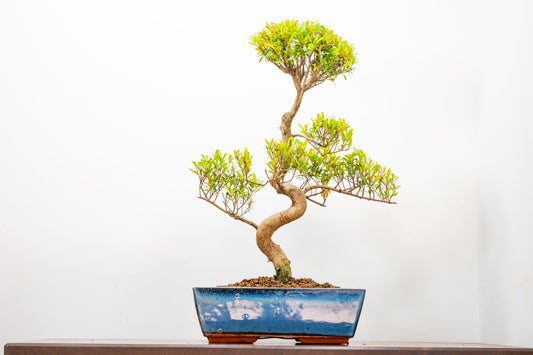 Chinese Myrtle Bonsai  S Trunk - 25cm Blue Ceramic Pot