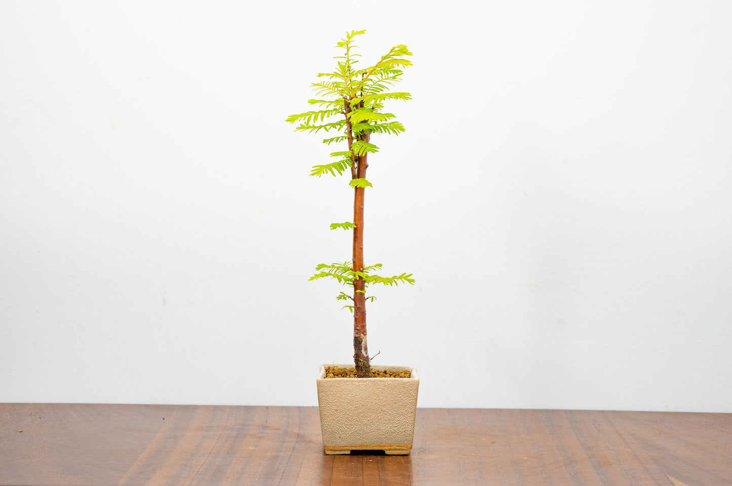 Dawn Redwood Bonsai Starter Tree