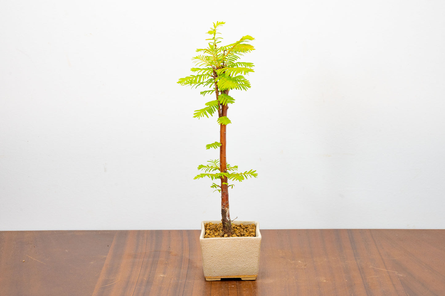 Dawn Redwood Bonsai Starter Tree