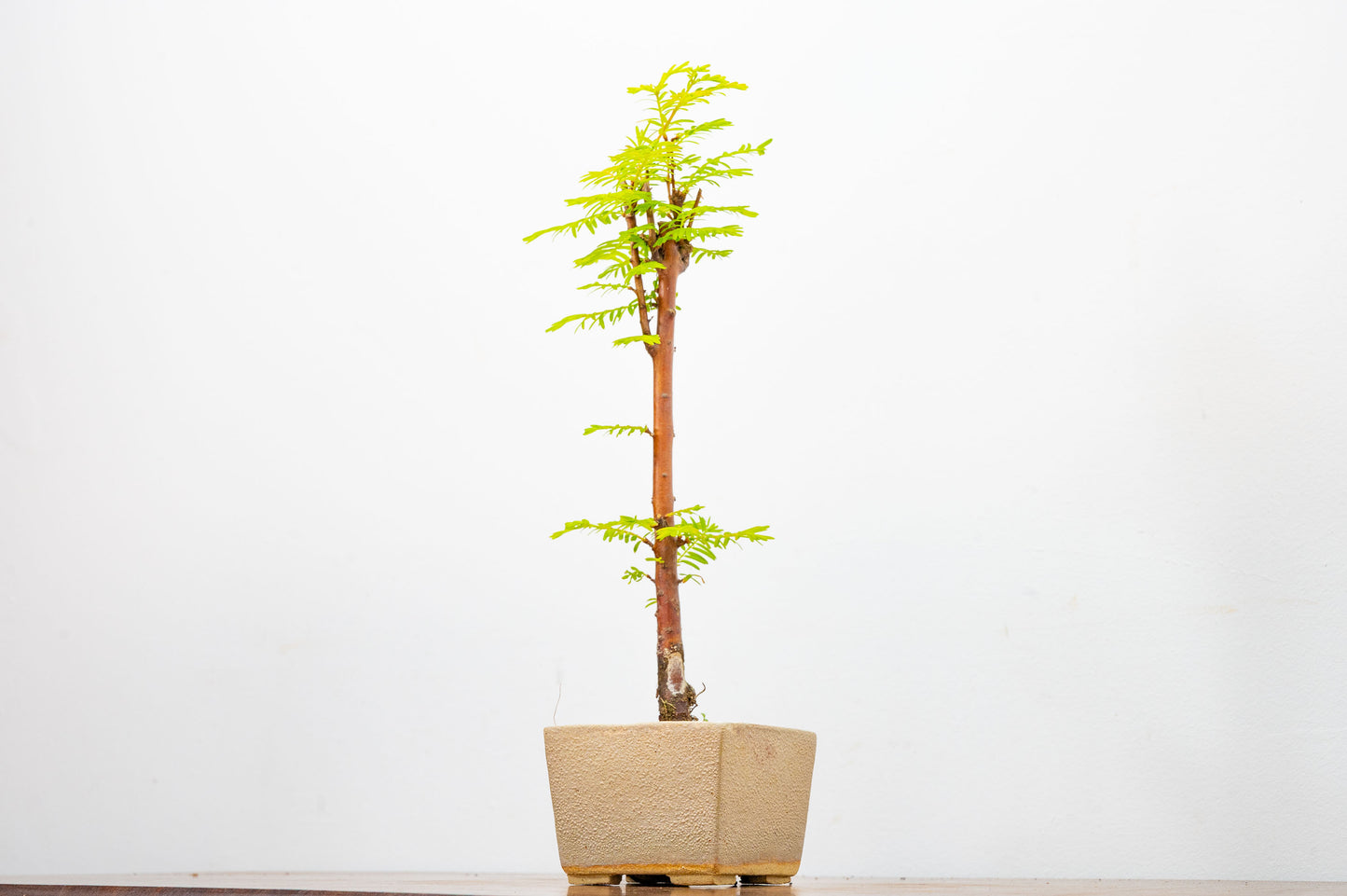 Dawn Redwood Bonsai Starter Tree