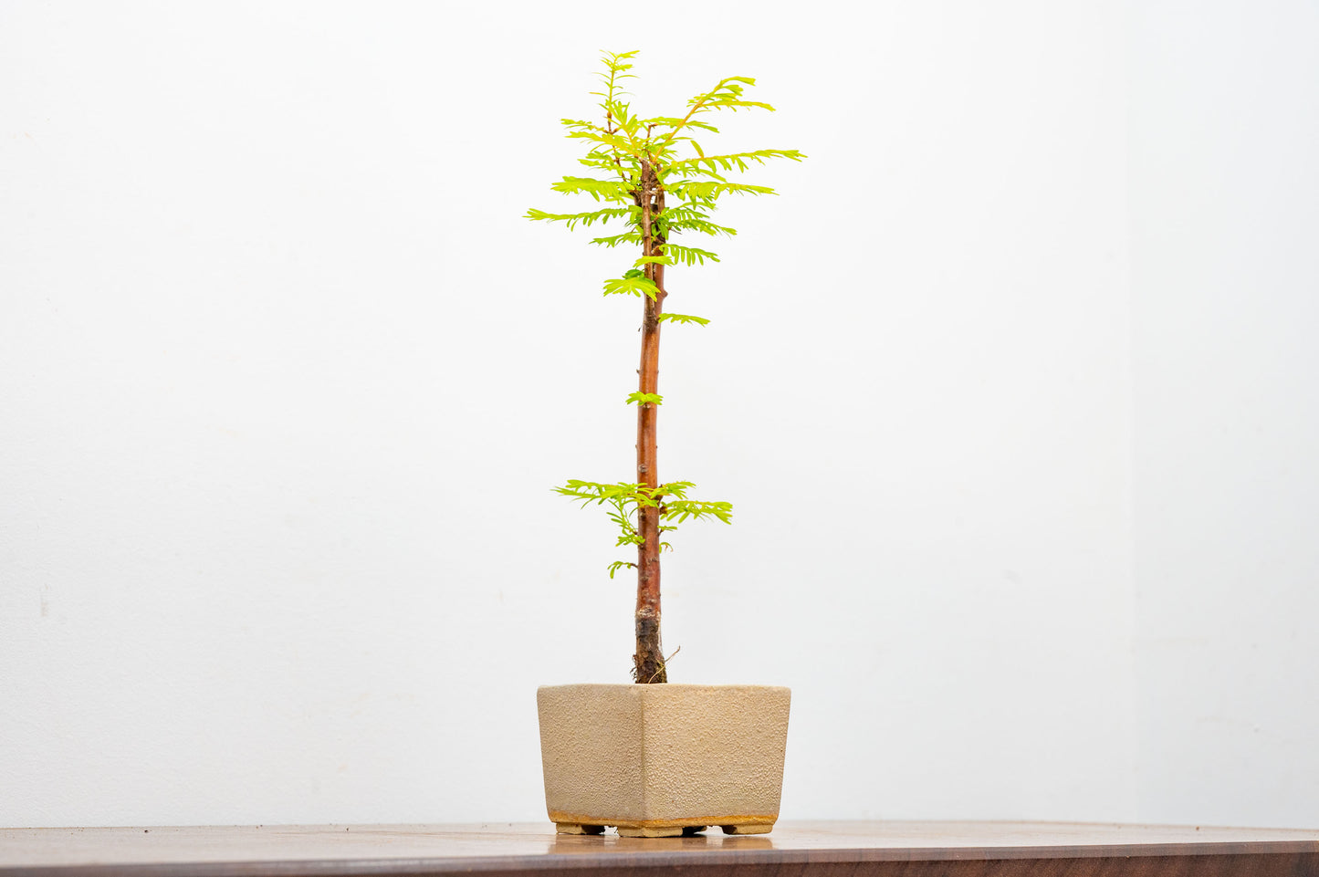 Dawn Redwood Bonsai Starter Tree