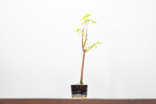 Dawn Redwood Bonsai Starter Tree