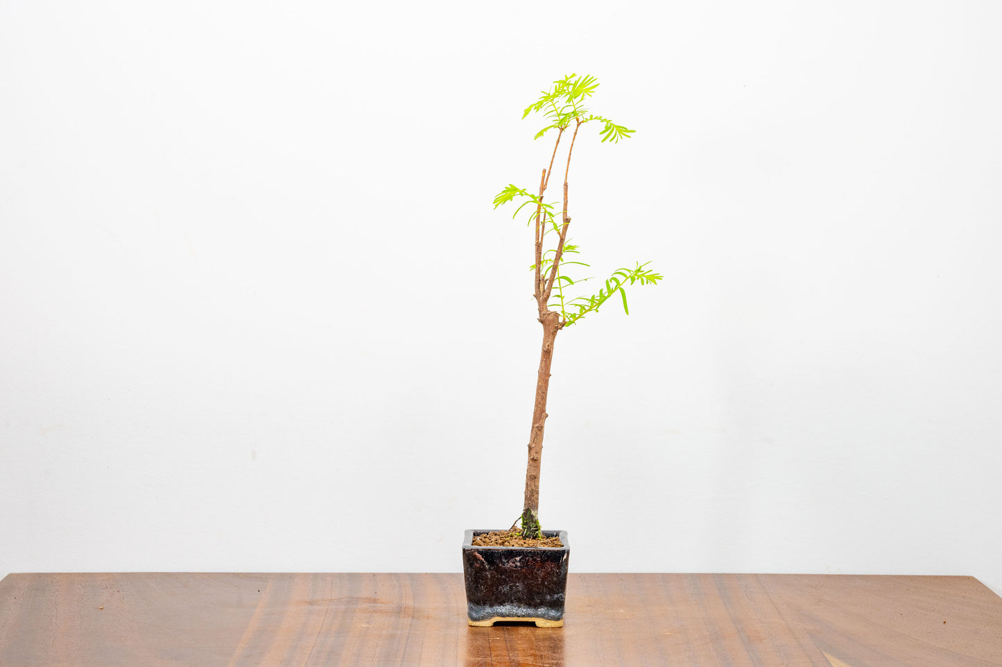 Dawn Redwood Bonsai Starter Tree