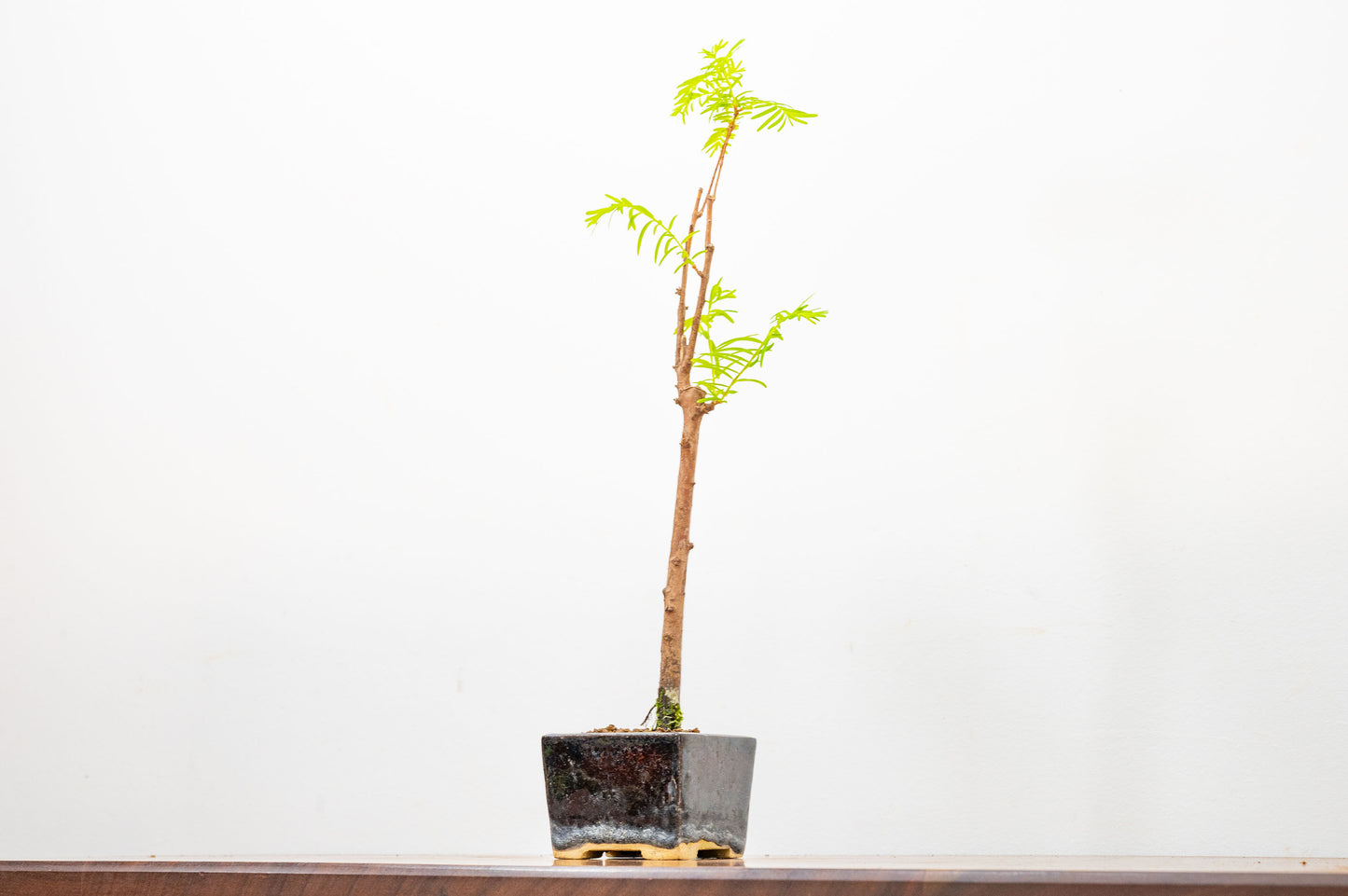 Dawn Redwood Bonsai Starter Tree