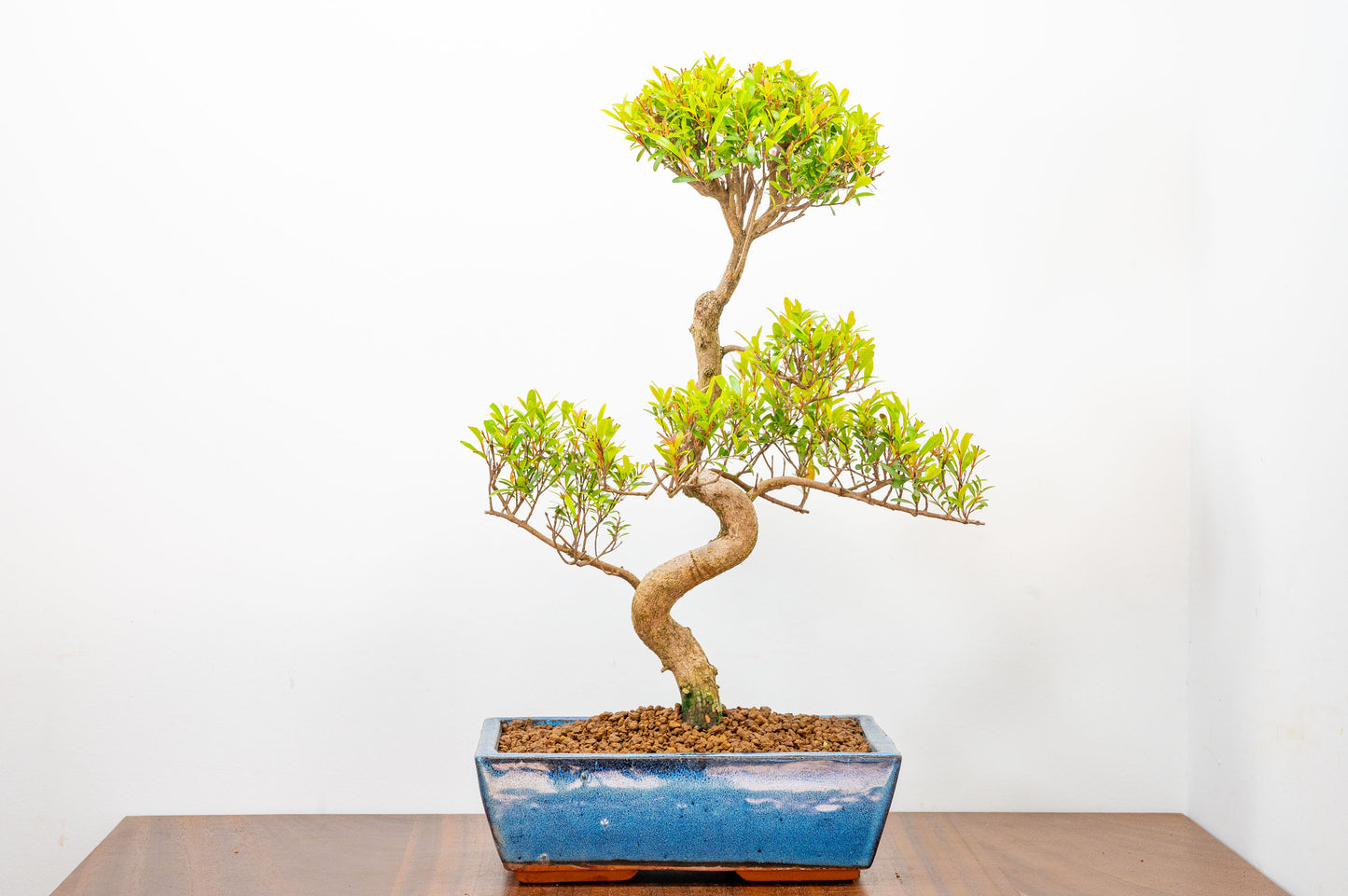 Chinese Myrtle Bonsai  S Trunk - 25cm Blue Ceramic Pot