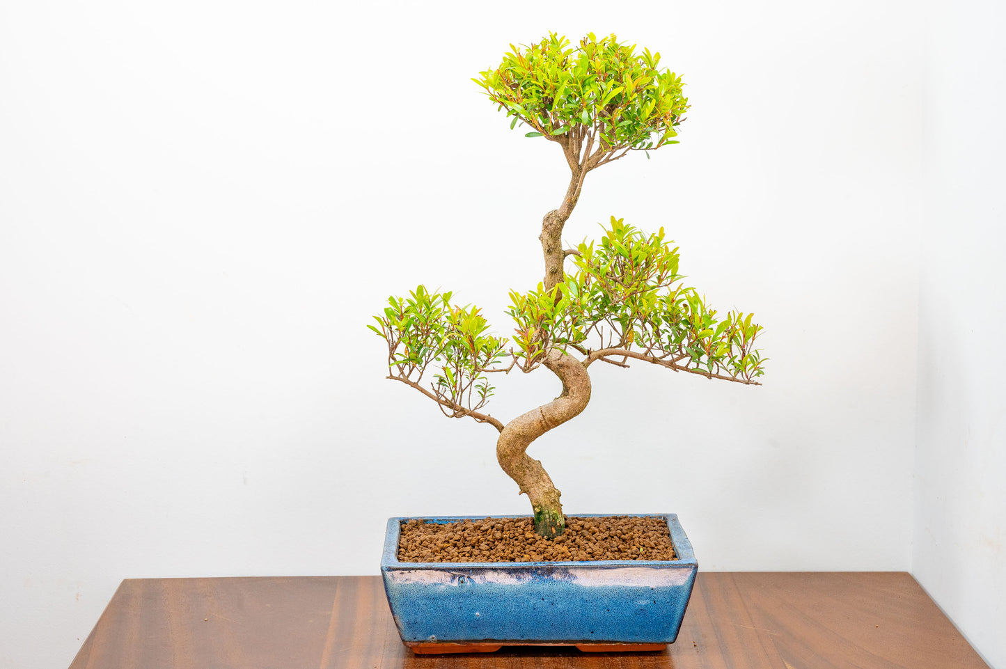 Chinese Myrtle Bonsai  S Trunk - 25cm Blue Ceramic Pot