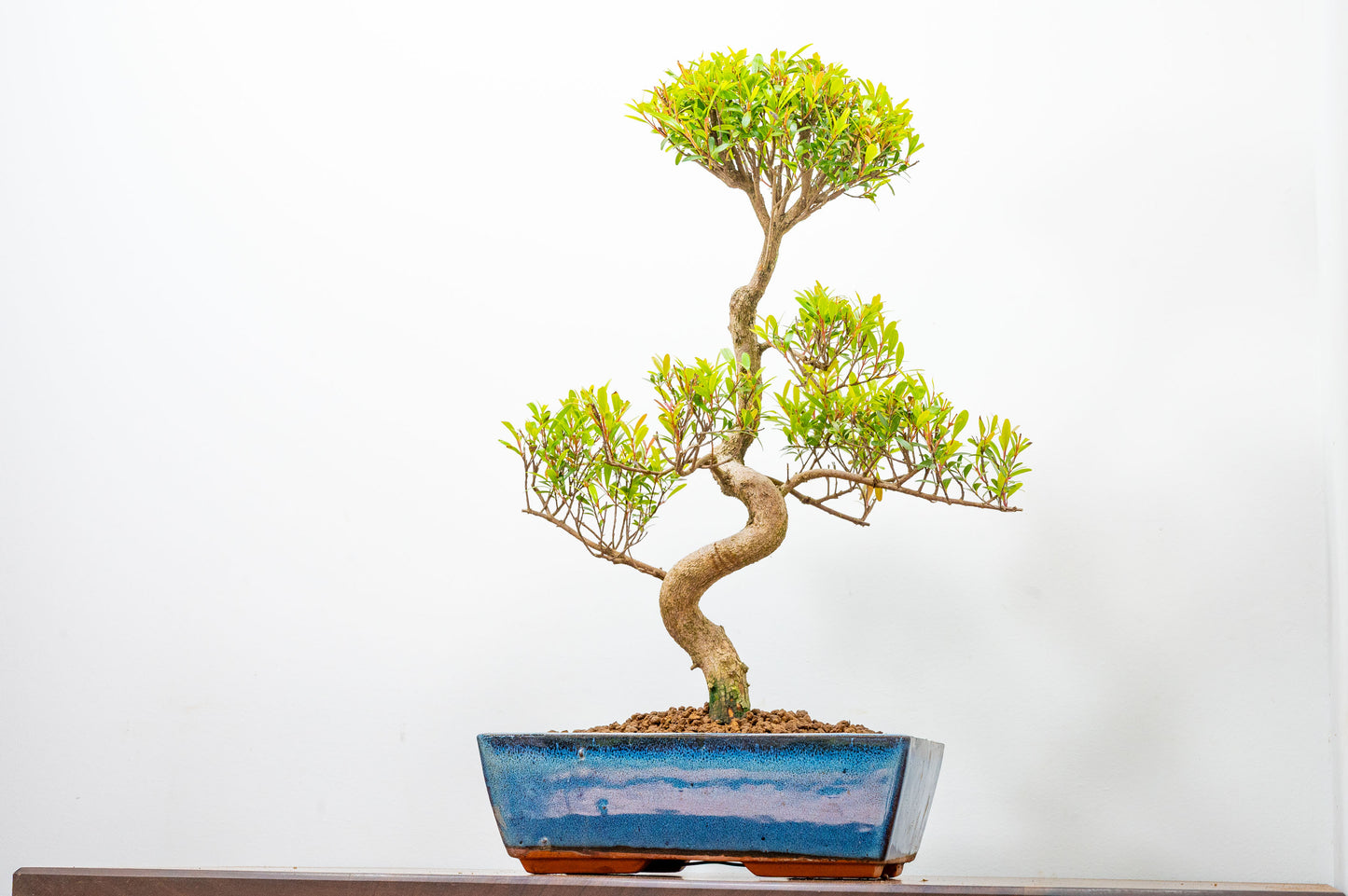 Chinese Myrtle Bonsai  S Trunk - 25cm Blue Ceramic Pot