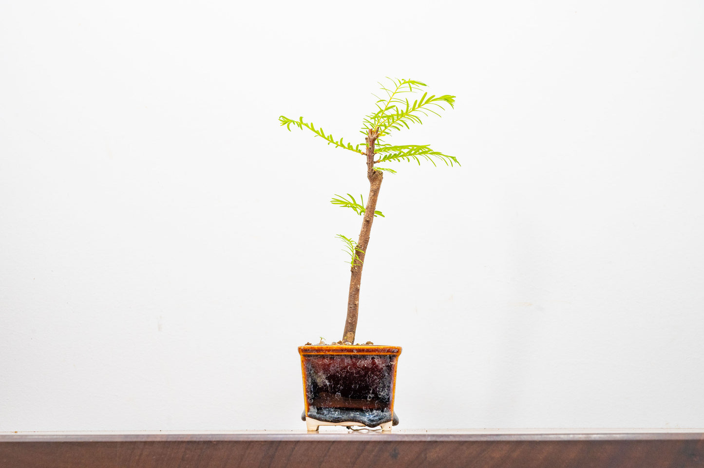 Dawn Redwood Bonsai Starter Tree
