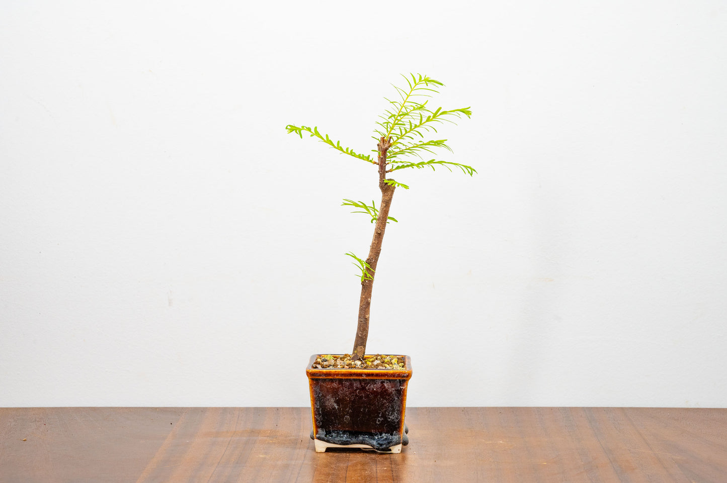 Dawn Redwood Bonsai Starter Tree