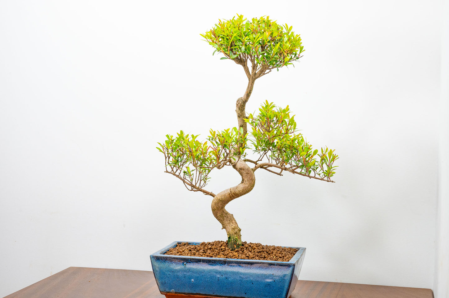 Chinese Myrtle Bonsai  S Trunk - 25cm Blue Ceramic Pot
