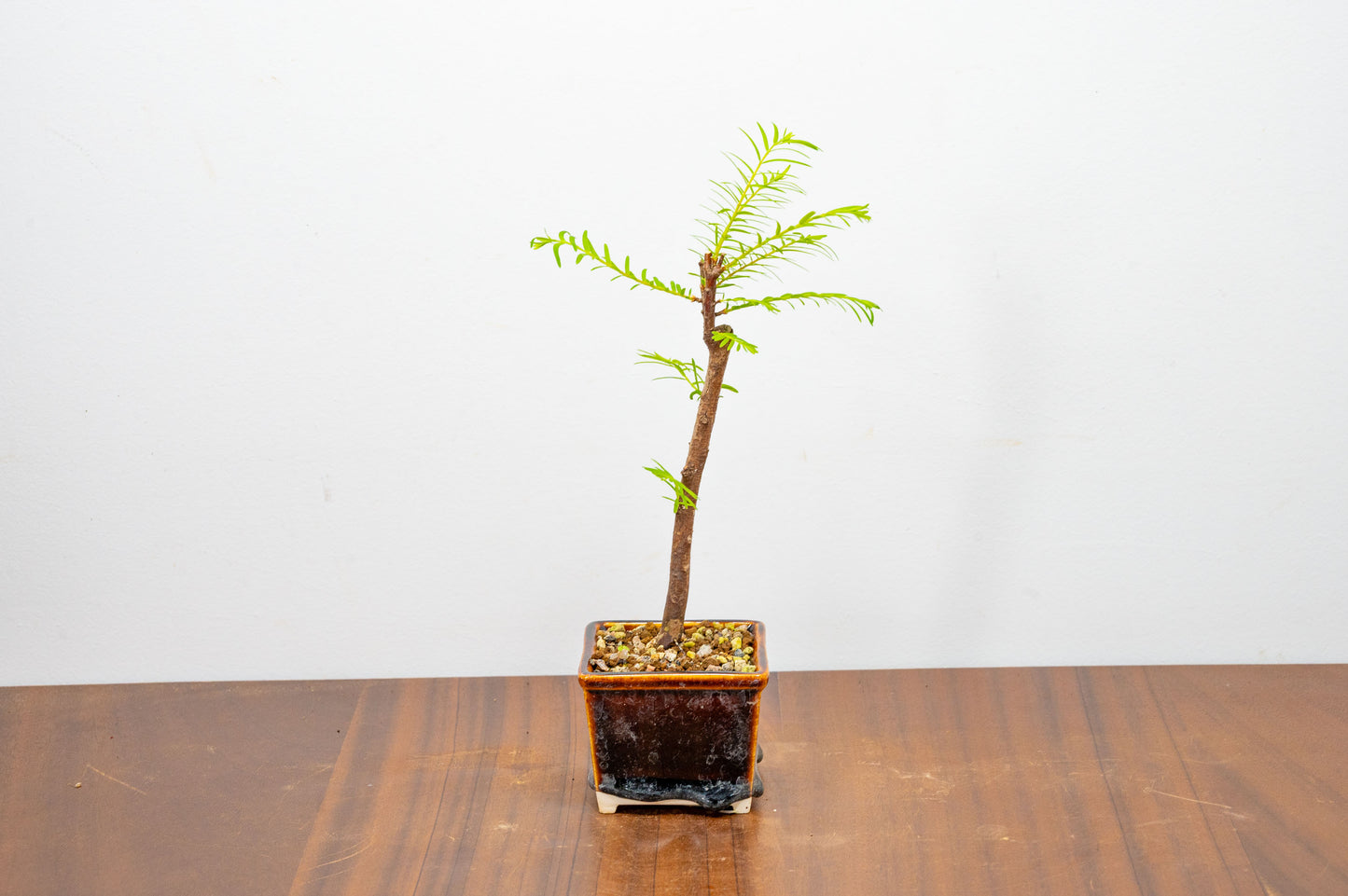 Dawn Redwood Bonsai Starter Tree