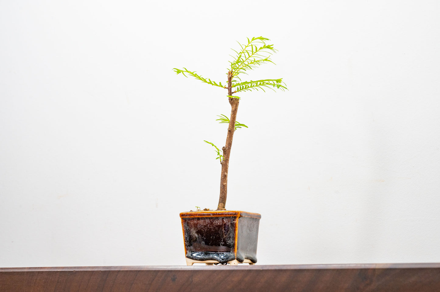 Dawn Redwood Bonsai Starter Tree