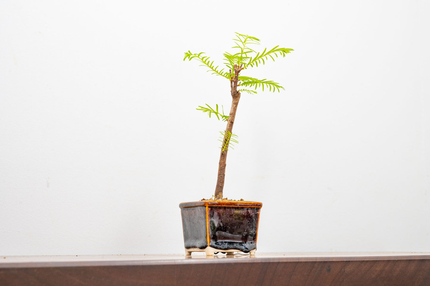Dawn Redwood Bonsai Starter Tree