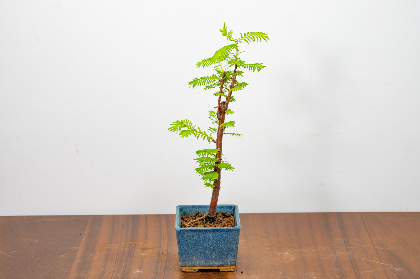 Dawn Redwood Bonsai Starter Tree