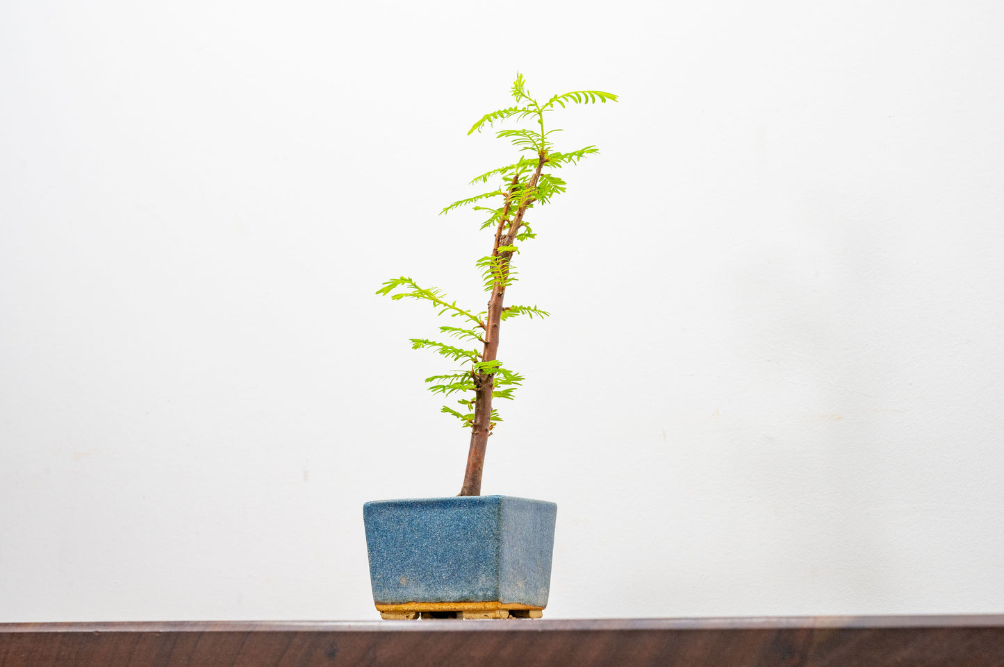 Dawn Redwood Bonsai Starter Tree