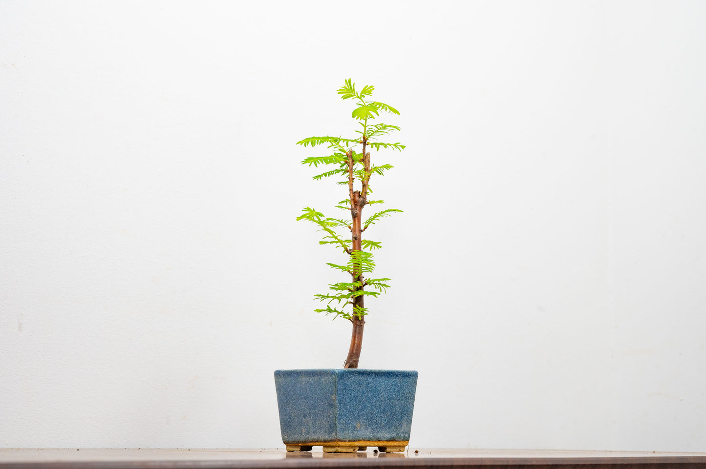 Dawn Redwood Bonsai Starter Tree