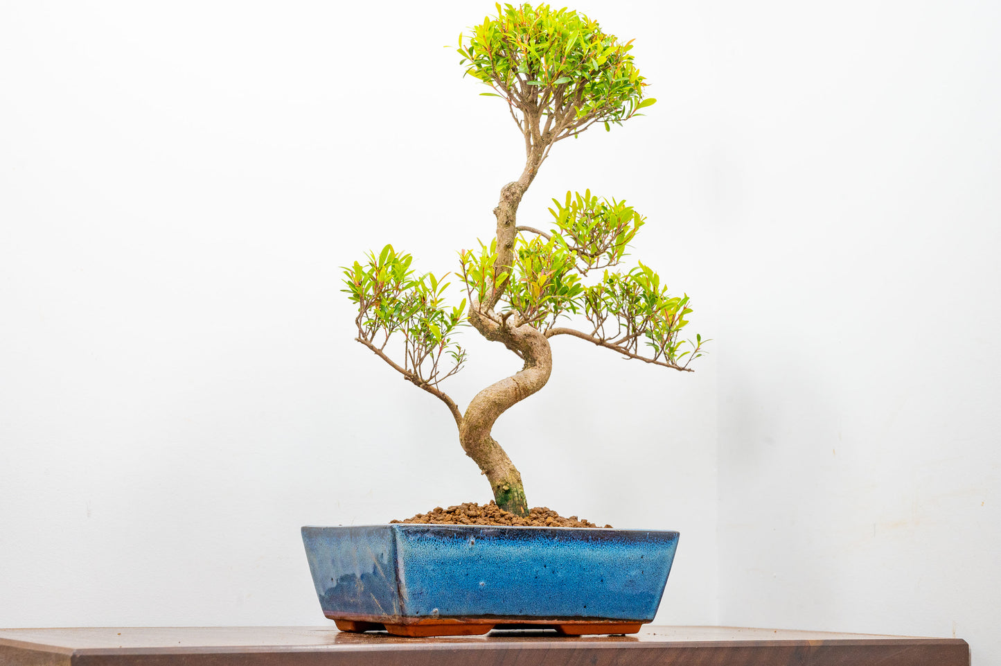 Chinese Myrtle Bonsai  S Trunk - 25cm Blue Ceramic Pot