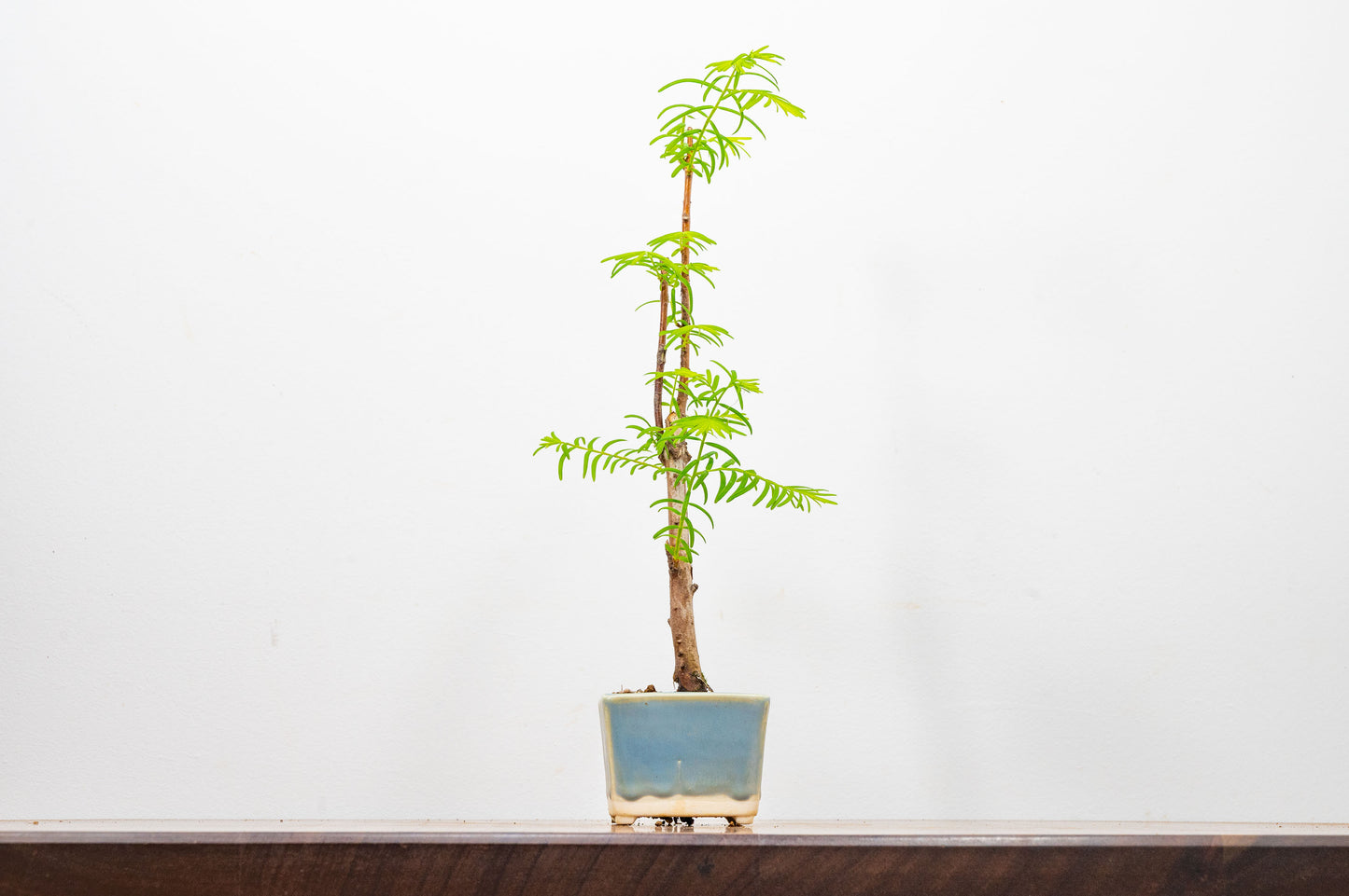 Dawn Redwood Bonsai Starter Tree