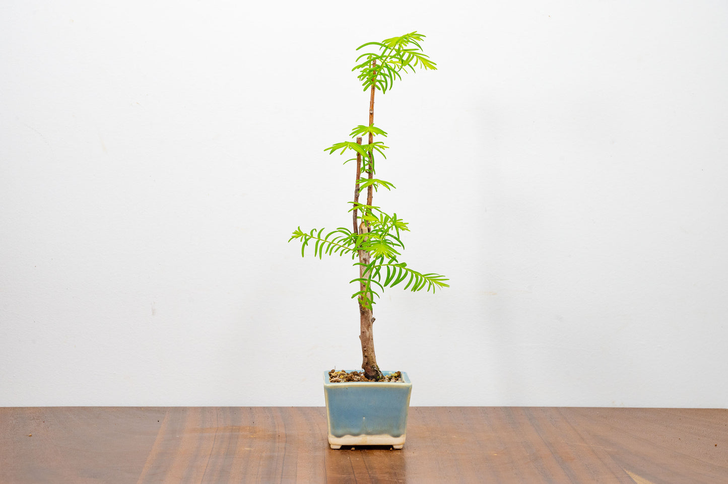 Dawn Redwood Bonsai Starter Tree