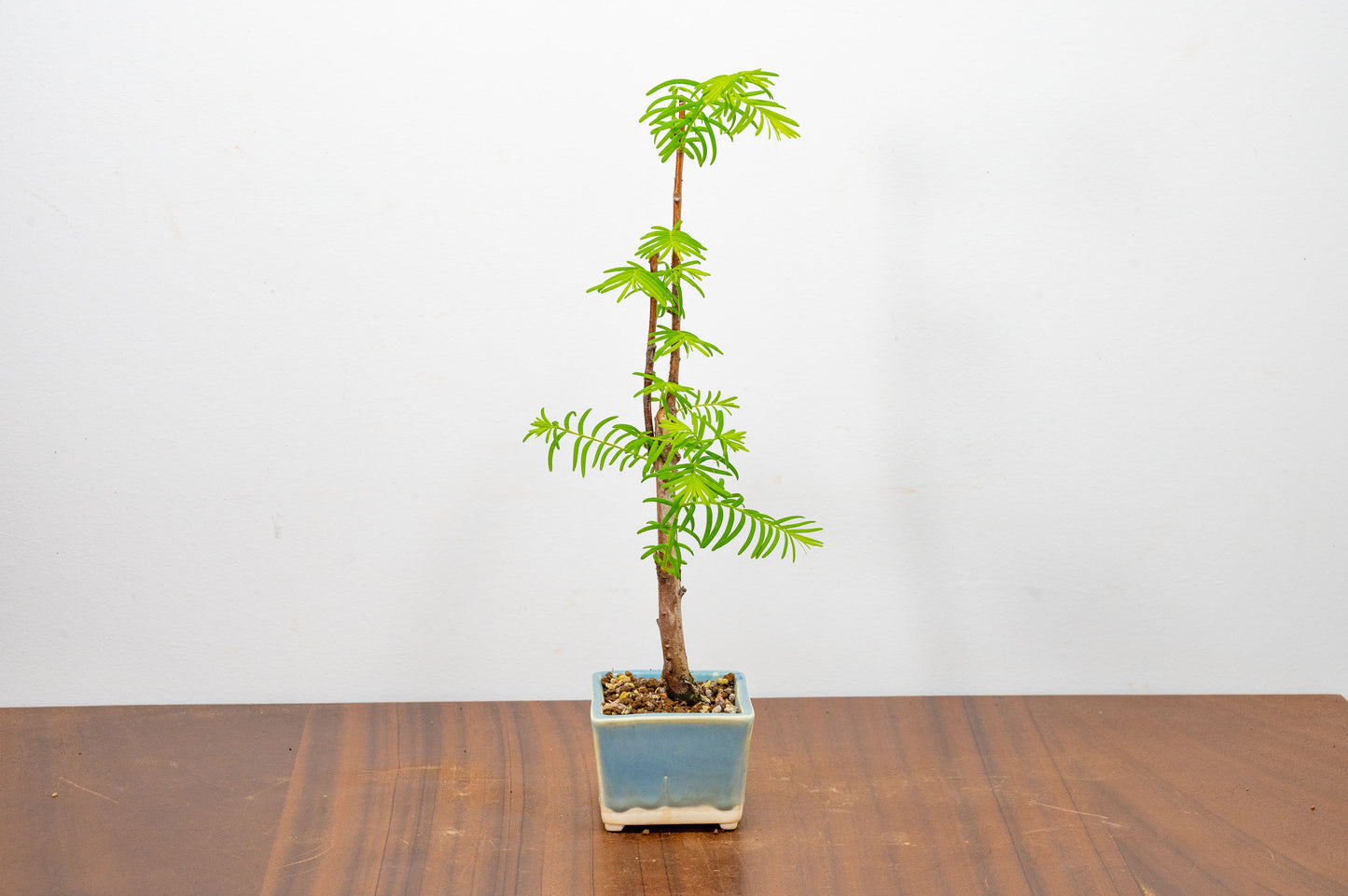 Dawn Redwood Bonsai Starter Tree