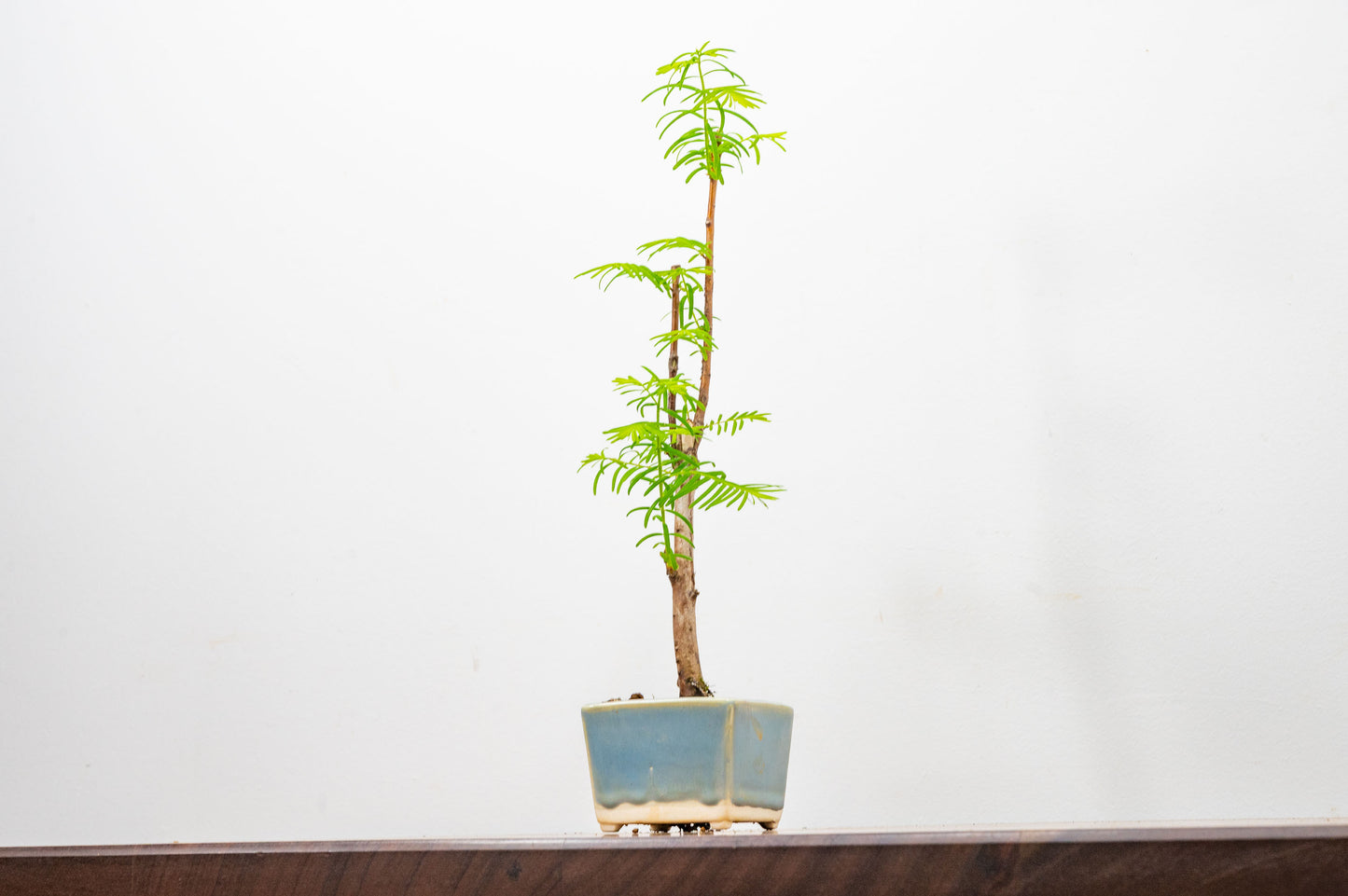 Dawn Redwood Bonsai Starter Tree