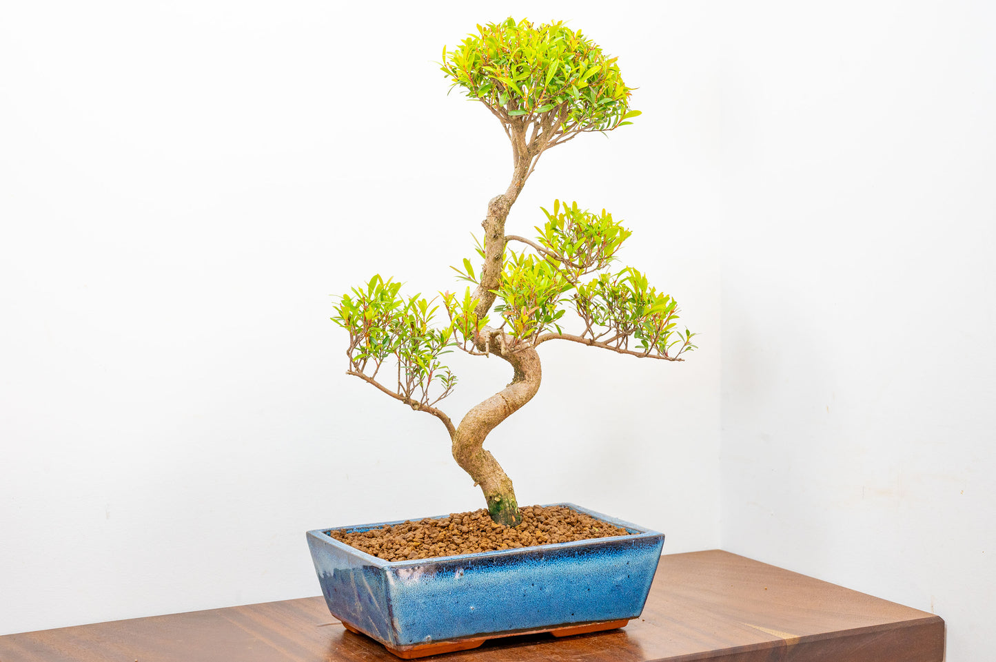 Chinese Myrtle Bonsai  S Trunk - 25cm Blue Ceramic Pot