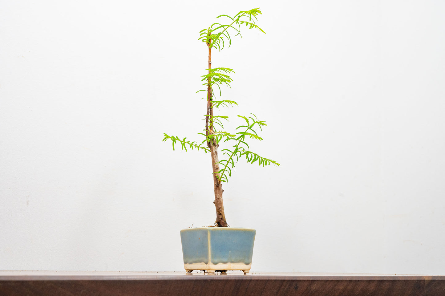 Dawn Redwood Bonsai Starter Tree