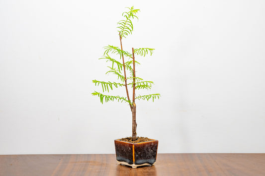 Dawn Redwood Bonsai Starter Tree