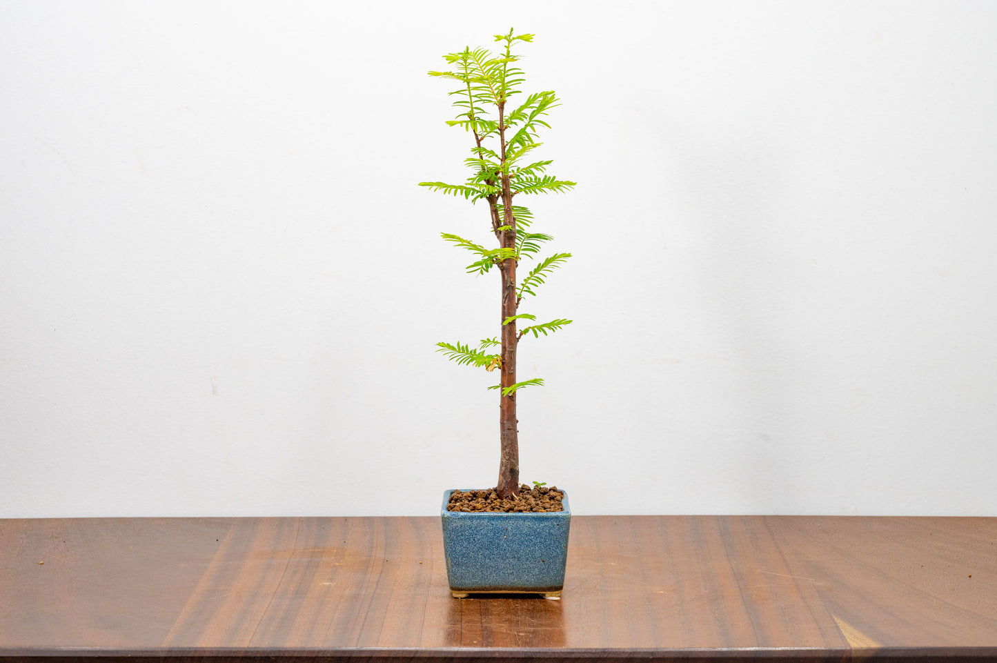 Dawn Redwood Bonsai Starter Tree