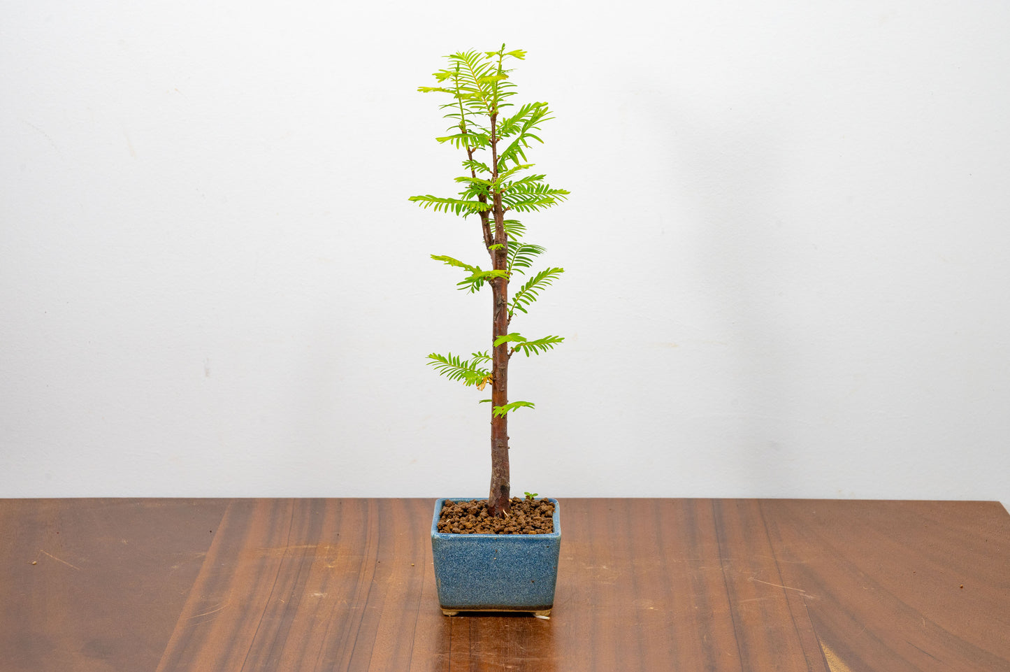 Dawn Redwood Bonsai Starter Tree