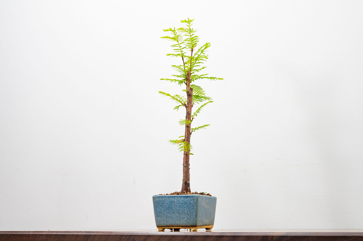 Dawn Redwood Bonsai Starter Tree