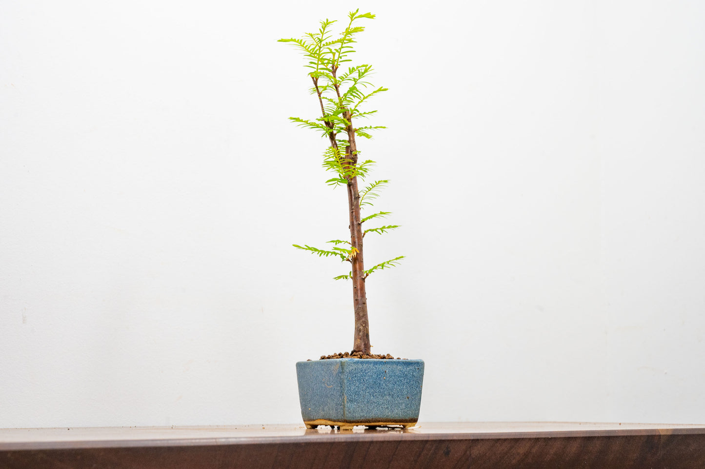Dawn Redwood Bonsai Starter Tree