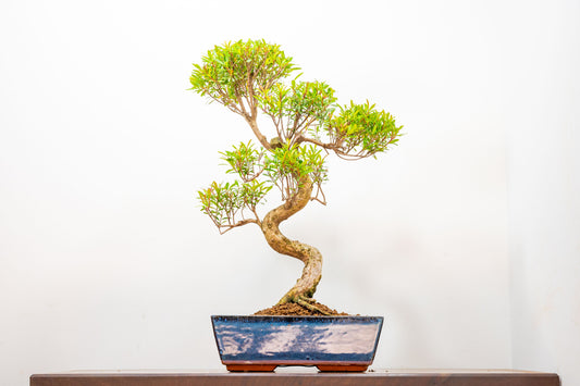 Chinese Myrtle Bonsai  S Trunk - 25cm Blue Ceramic Pot