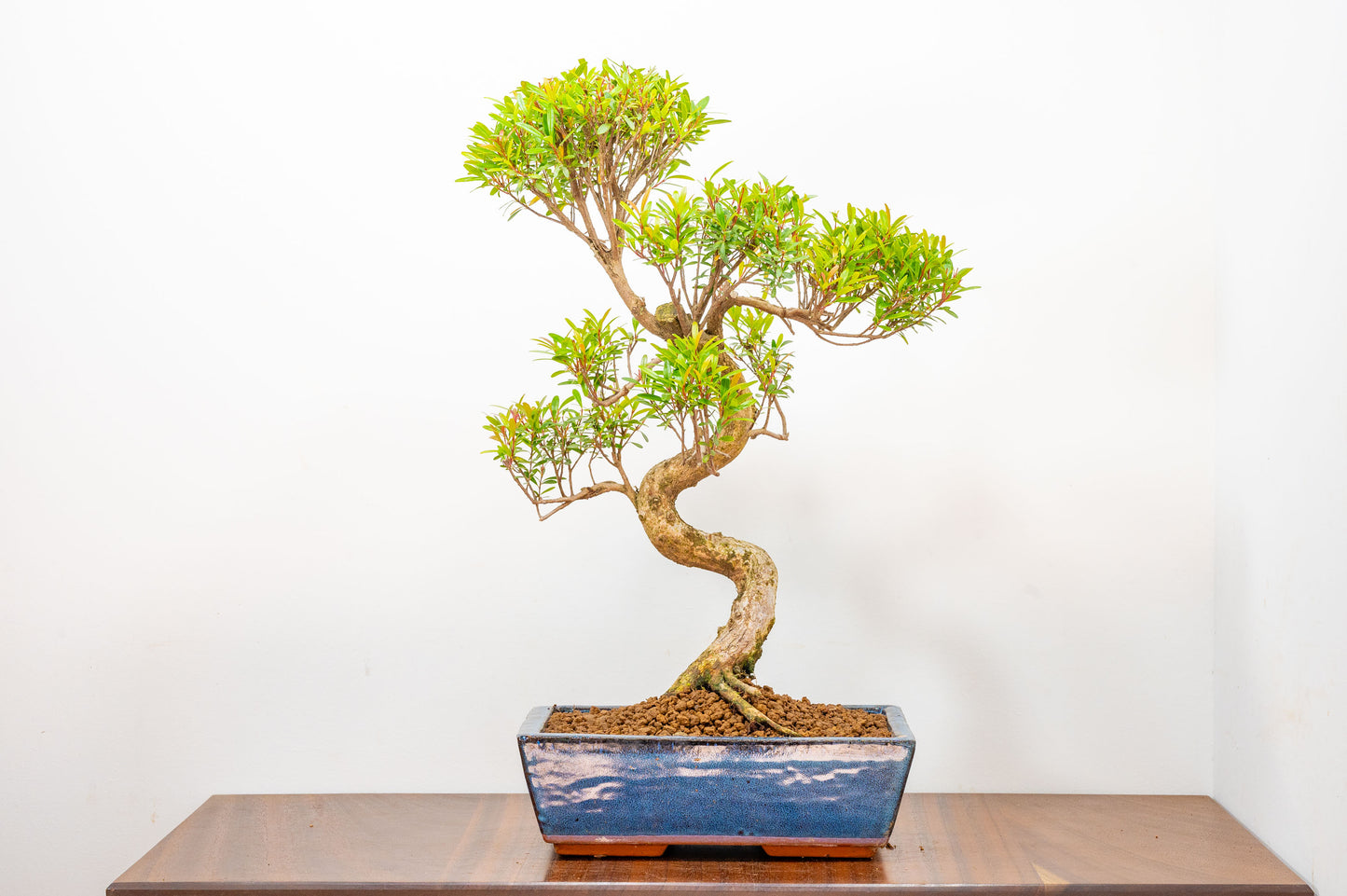 Chinese Myrtle Bonsai  S Trunk - 25cm Blue Ceramic Pot
