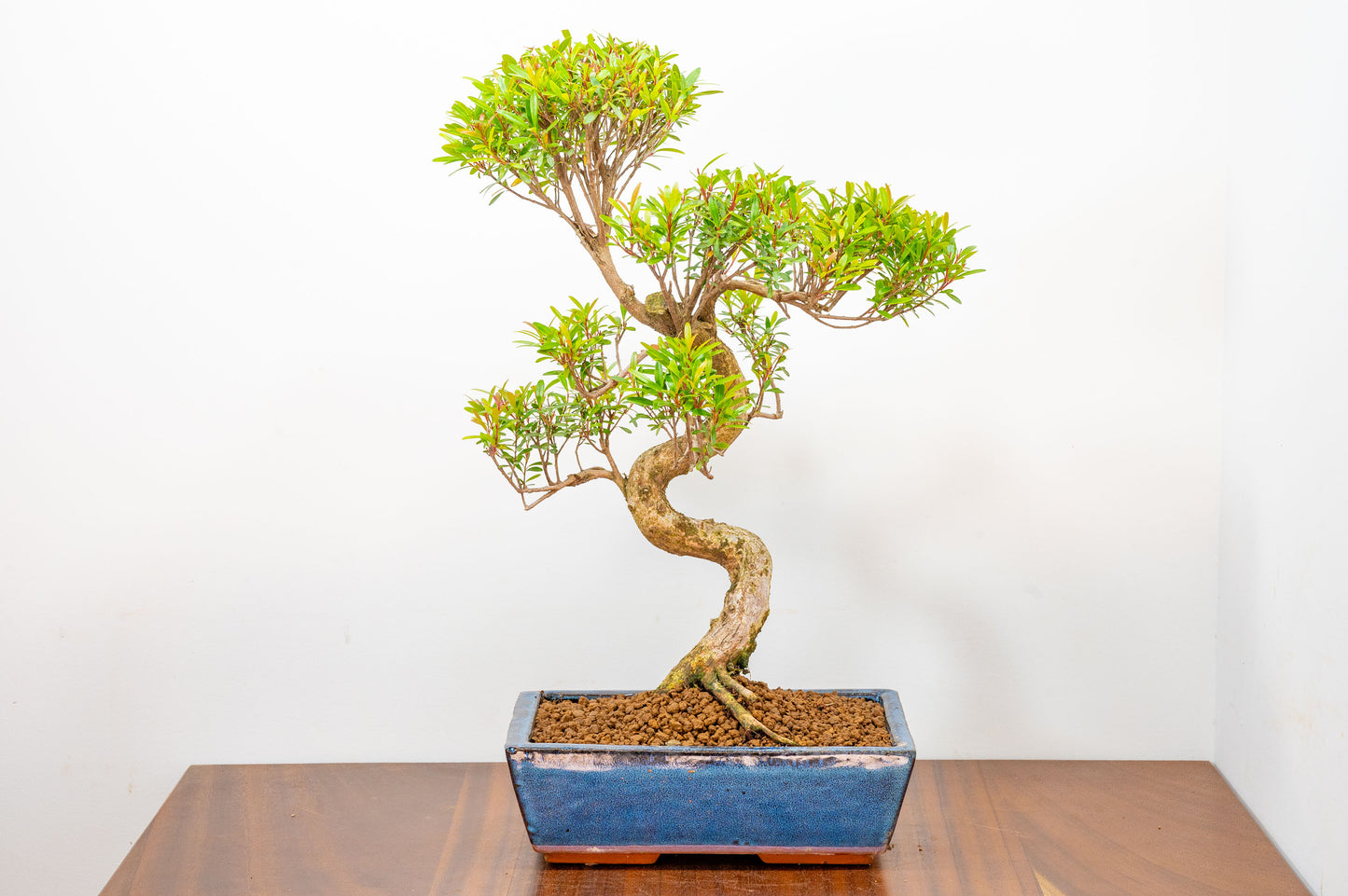 Chinese Myrtle Bonsai  S Trunk - 25cm Blue Ceramic Pot
