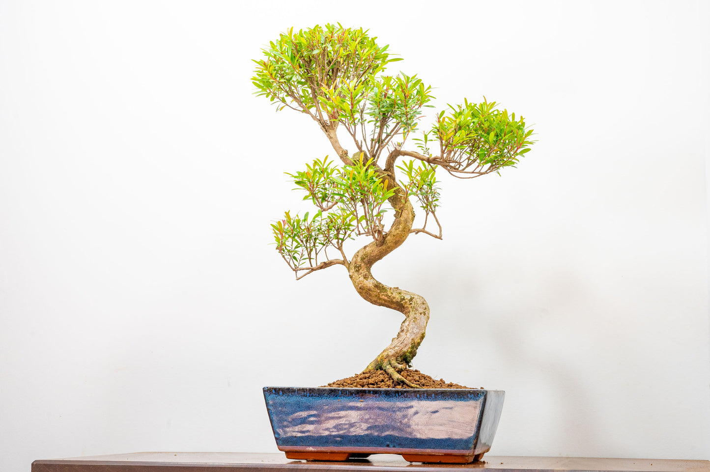 Chinese Myrtle Bonsai  S Trunk - 25cm Blue Ceramic Pot