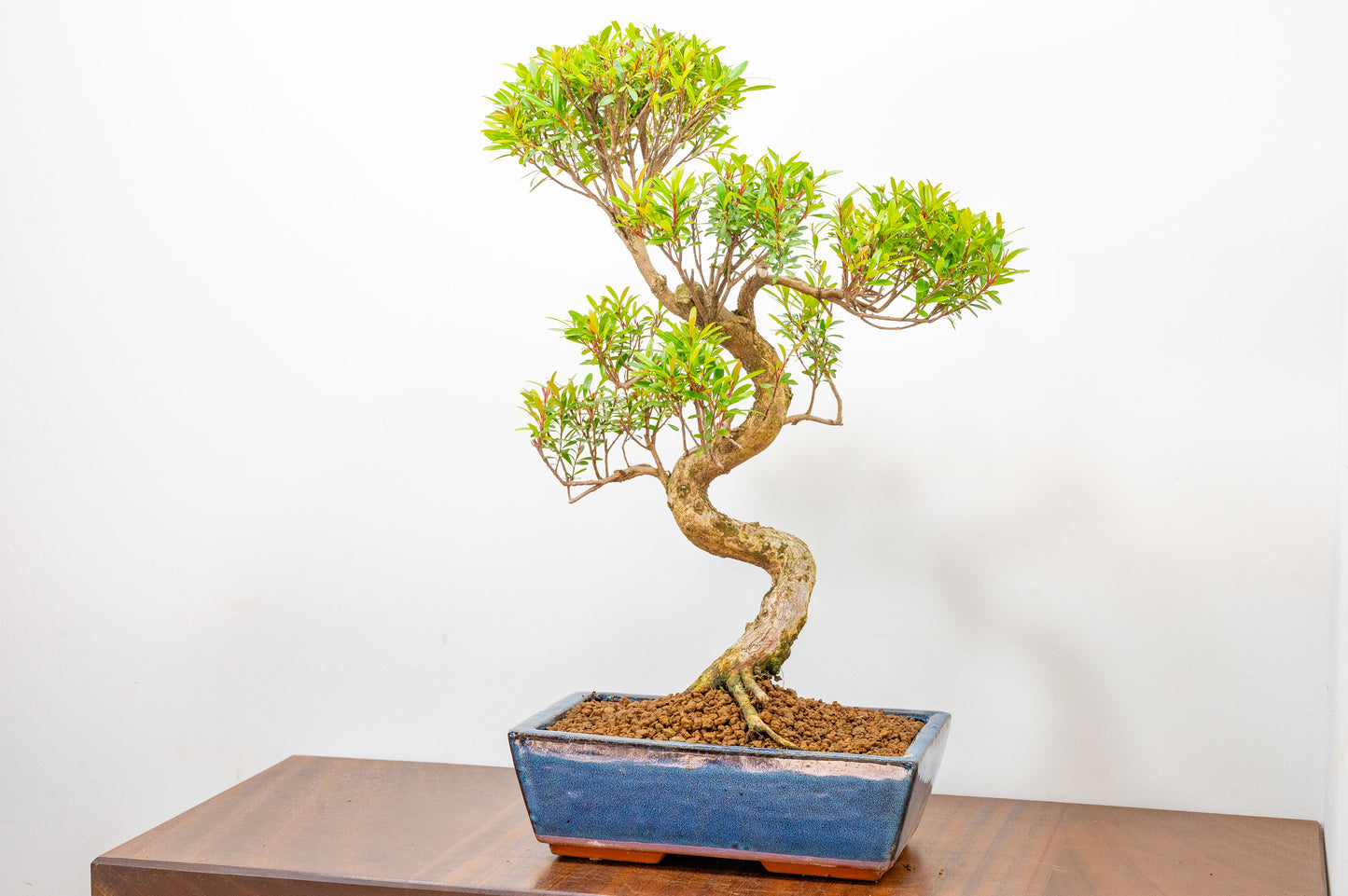 Chinese Myrtle Bonsai  S Trunk - 25cm Blue Ceramic Pot