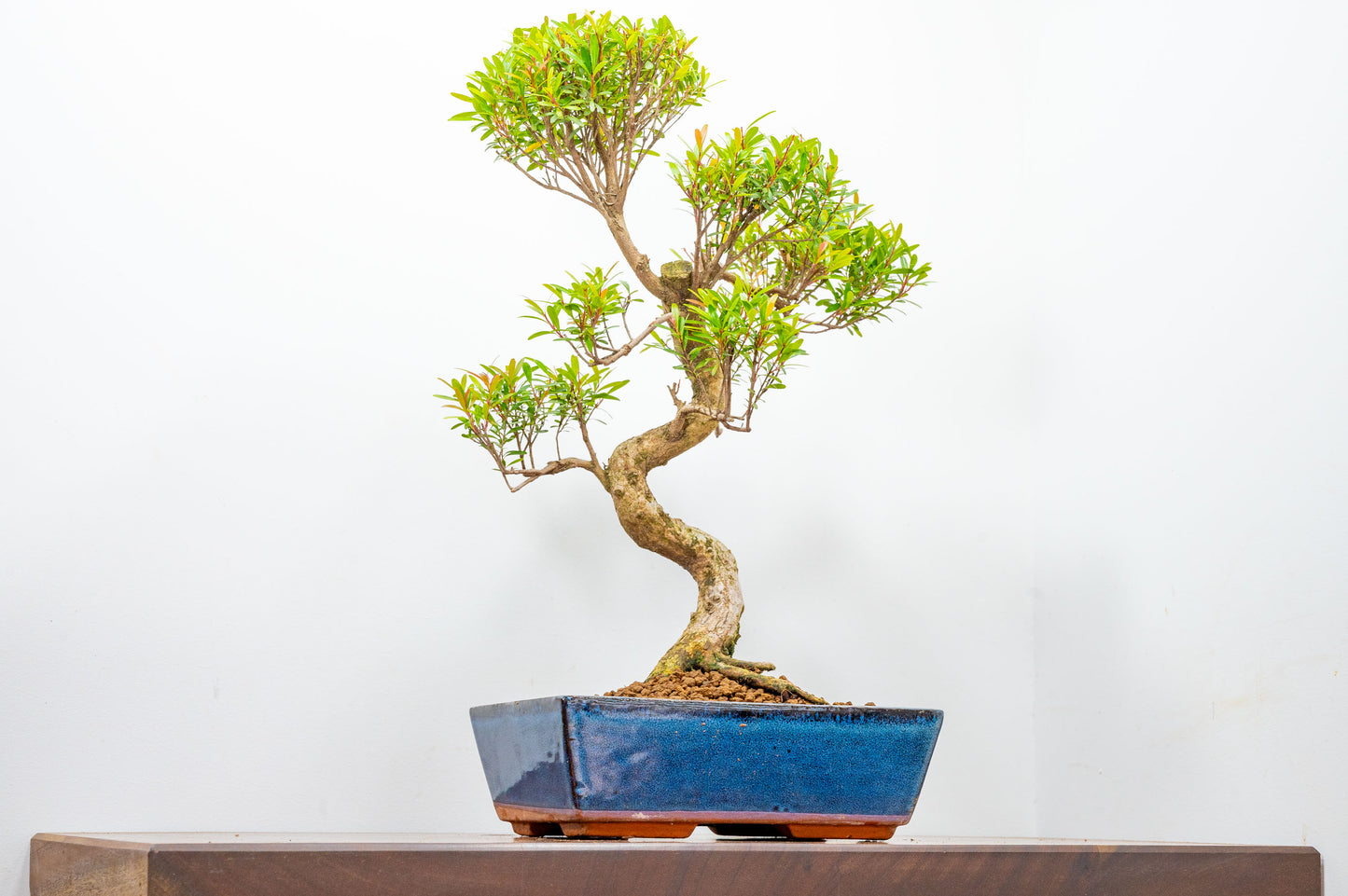 Chinese Myrtle Bonsai  S Trunk - 25cm Blue Ceramic Pot