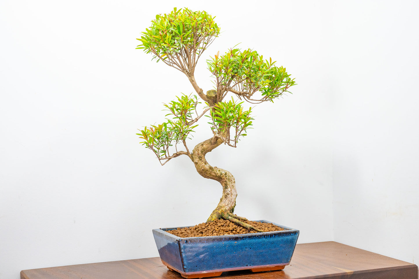 Chinese Myrtle Bonsai  S Trunk - 25cm Blue Ceramic Pot