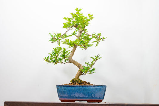 Japanese Pepper Bonsai  S Trunk - 25cm Blue Ceramic Pot