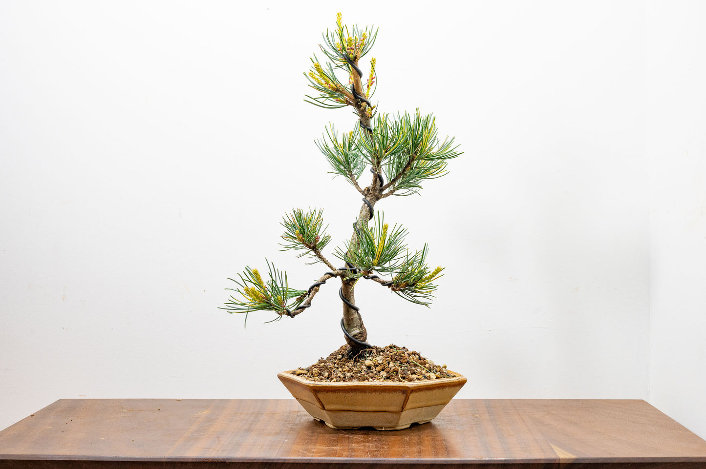Japanese White Pine Bonsai