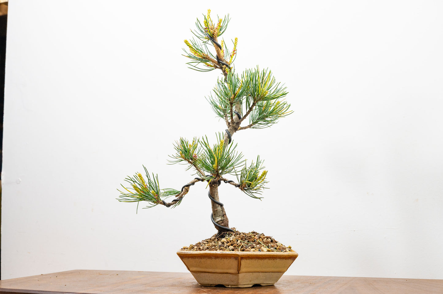 Japanese White Pine Bonsai