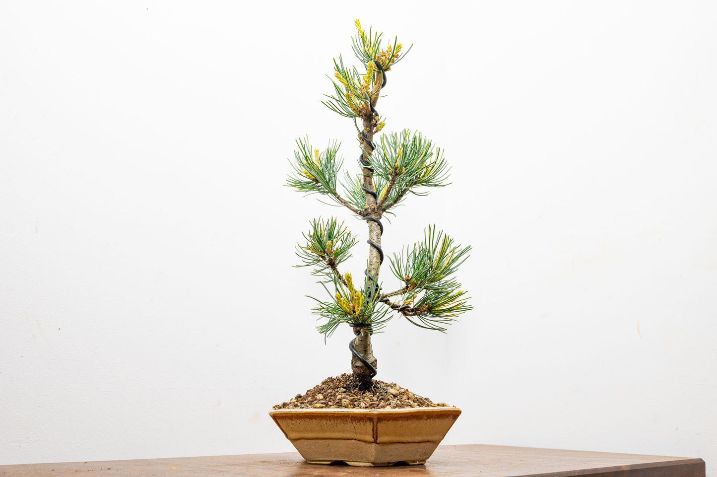 Japanese White Pine Bonsai