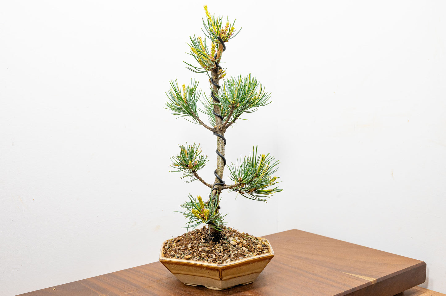 Japanese White Pine Bonsai