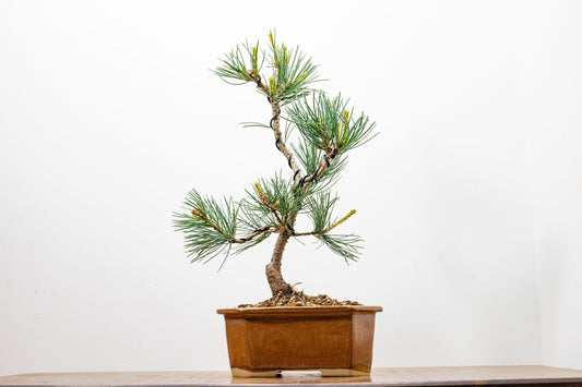 Japanese White Pine Bonsai