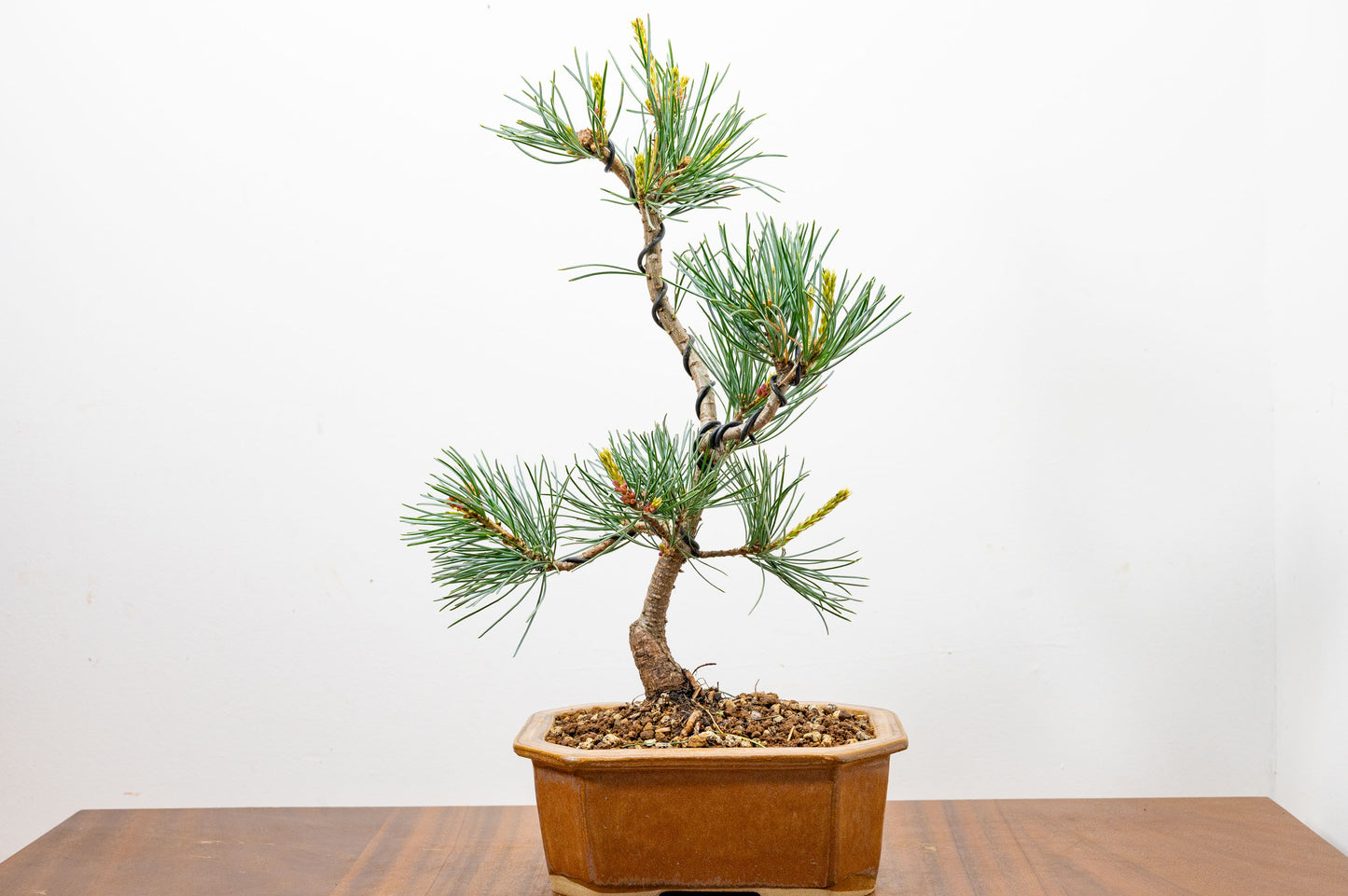Japanese White Pine Bonsai